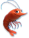 Shrimp